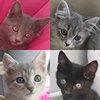 5 Katzen Pernik